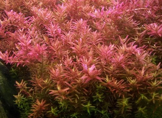 red aquarium stem plants