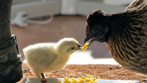 poultry farm in US