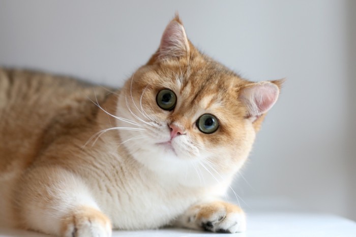 Golden British Shorthair