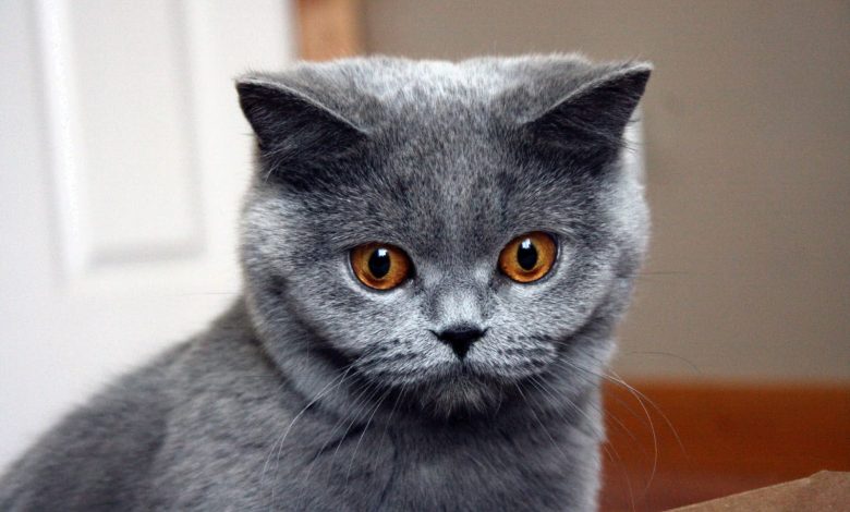 Photo of Blue British Shorthair Cat Breed Information