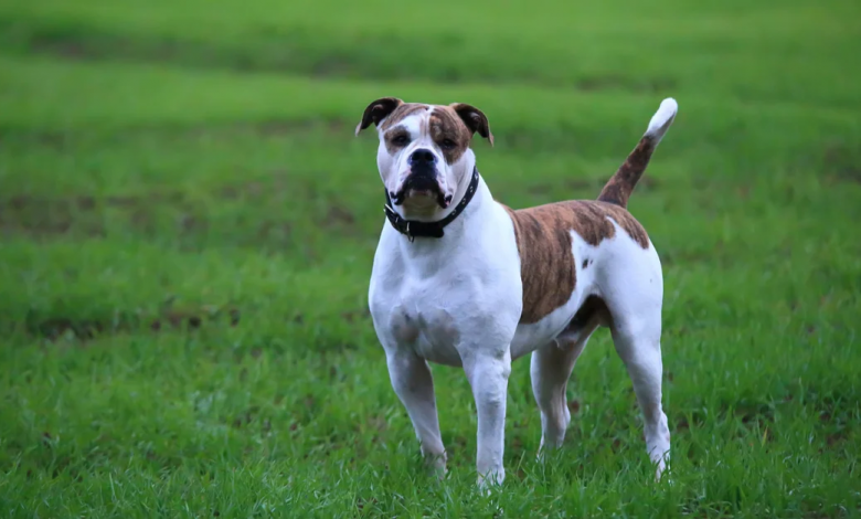 Fun Facts About The American Bulldog