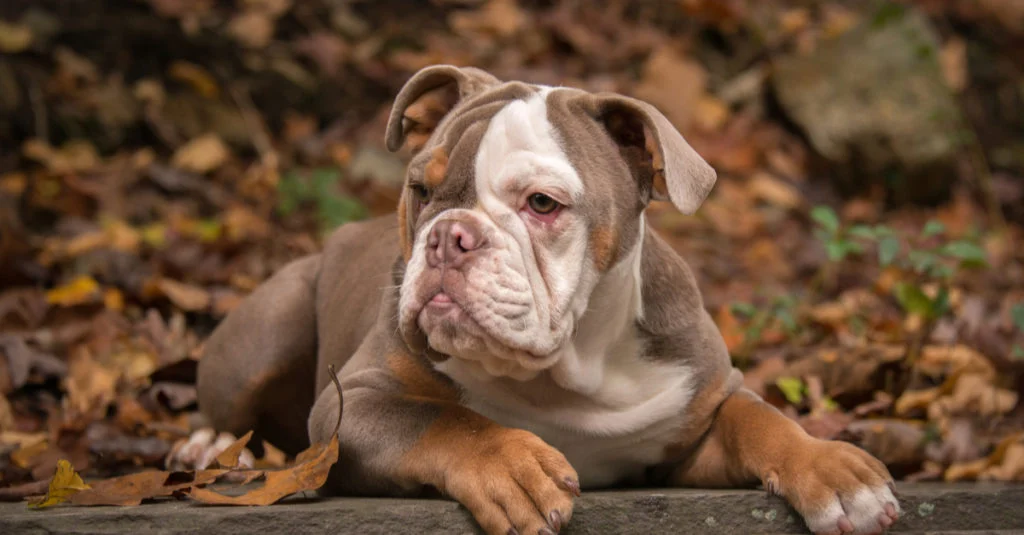 Fun Facts About The American Bulldog feeding