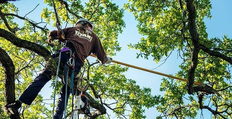 Photo of WHAT IS THE DIFFERENCE BETWEEN TREE CUTTING AND TREE REMOVAL?