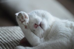 a white cat sleeping