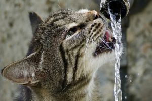 a cat drinking water in summers