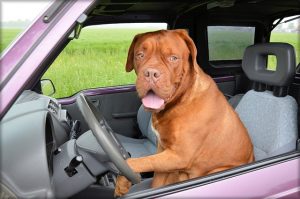 a brown dog travelling in car in summer