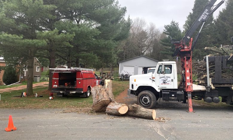 tree removal Grafton County NH