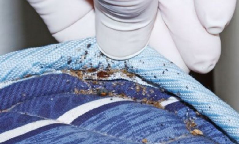 Photo of Signs, Causes, And Treatment Options for Bed Bug Infestation