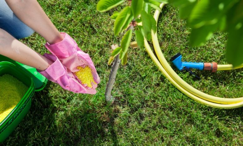 Photo of How to Fertilize a Tree