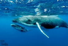 Photo of 10 Fun Facts About Blue Whales