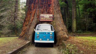 Photo of Interesting Facts About the Drive-Thru Tree