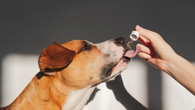 Photo of The Best CBD Pet Treats For Your Friend & Furry Little One