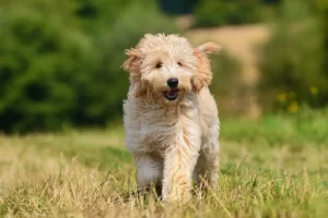 Golden doodles