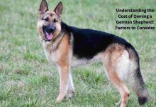 Photo of Understanding the Cost of Owning a German Shepherd: Factors to Consider