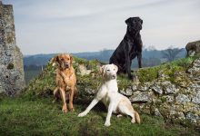 Photo of The Impact of Genetics on Black Labradors for Sale