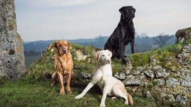 Photo of The Impact of Genetics on Black Labradors for Sale