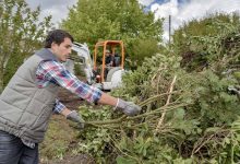 Photo of Top Tree Loppers in Brisbane: Expert Tips and Services