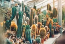 Photo of Caring for a Peruvian Apple Cactus: Essential Tips for Beginners