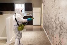 Photo of Understanding Mold Issues and How Mold Inspection in St. Petersburg Can Help