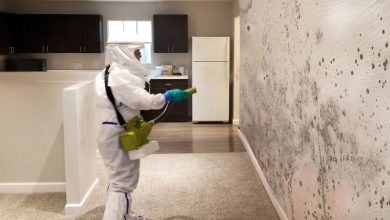 Photo of Understanding Mold Issues and How Mold Inspection in St. Petersburg Can Help